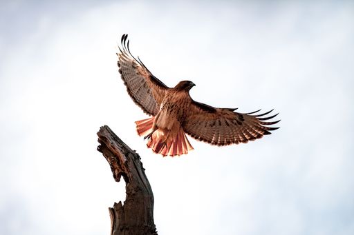 A red-tailed hawk flying from a bare tree branch, with a cloudy sky in the background