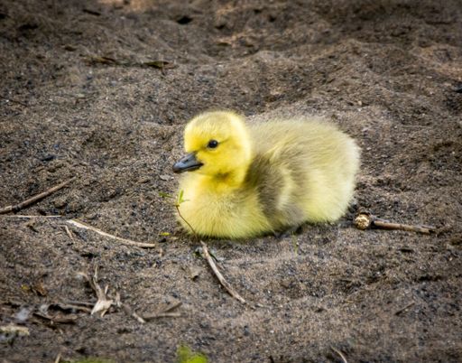 An adorable yellow Canadian goose gosling perched on a sandy beach