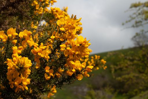 A picturesque hillside landscape featuring lush yellow wildflowers and green trees