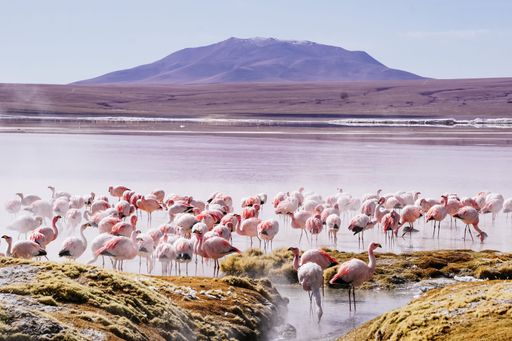 A flock of flamingos congregated in a shallow water body, contentedly grazing on the vegetation.