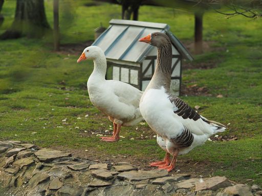 A wide angle shot of a duck and a goose standing next to each other next to a small house