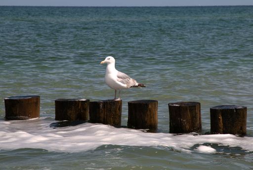 A herring gull stands on a wooden groyne in the Baltic Sea, looking out over the water