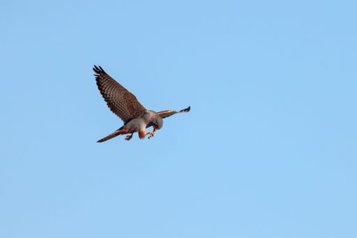 Adult male red-footed falcon eating its prey while flying against a blue sky