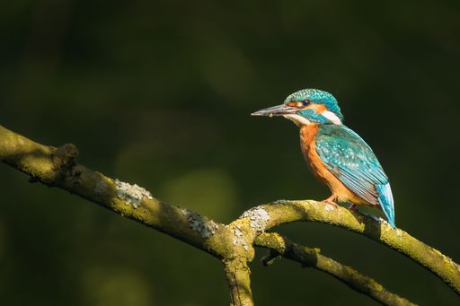 A close-up shot of a river kingfisher perched on a tree branch in a natural outdoor setting