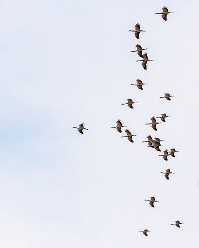 A flock of demoiselle cranes (Grus virgo) in flight