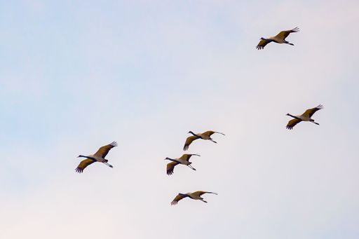 A flock of demoiselle cranes (Grus virgo) in flight