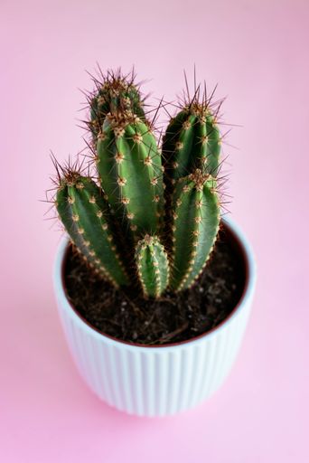 A vertical shot of a potted cactus on a pink surface under the lights