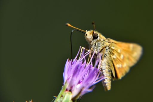 A beautiful skipper (Thymelicus sylvestris) perched on a purple thistle flower