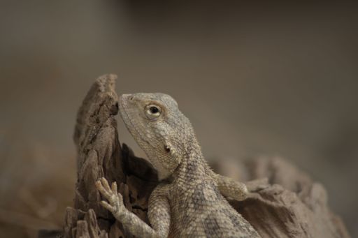 A small lizard perched on a log, situated in a natural setting.