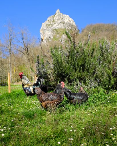 Free-range chickens next to the Aizkorri natural park in the Basque Country. The Marutegi castle can be seen in the background.