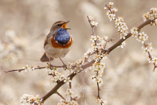 A blue throat perching on tree branch