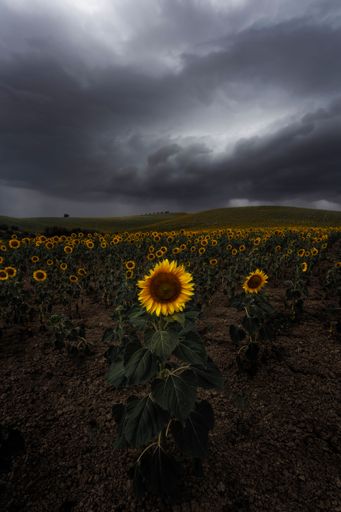 A beautiful sunflower field under a dark ominous cloudy sky with hills on the background