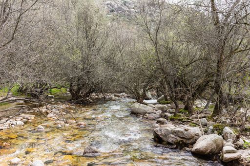 A beautiful view of a river flowing over rocks with bare trees in the forest