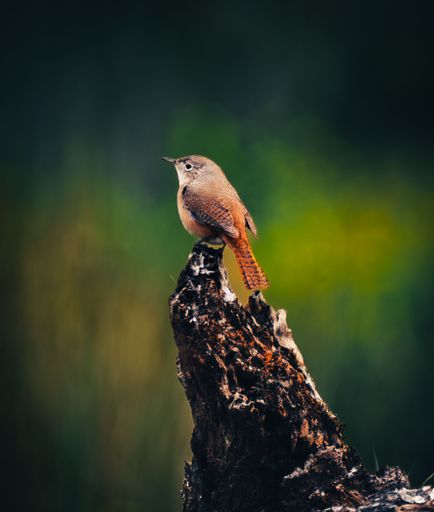 A small Wren bird is perched atop a tree trunk in a natural outdoor setting