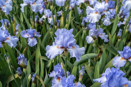 A close-up shot of blue Iris flowers grown in the garden in spring