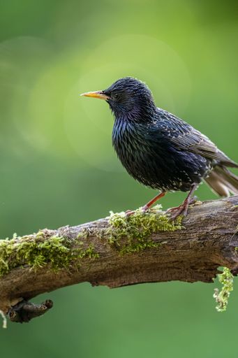 A closeup of a Common Starling perched on a tree branch with moss against a green background