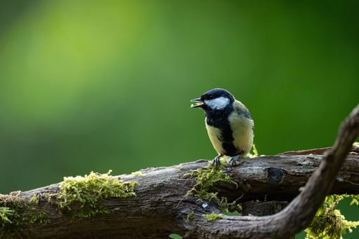 A closeup of a Big tit perched on a tree branch with moss against a green background