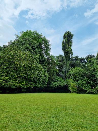 A vibrant green lawn surrounded by lush trees on a sunny day inside Kebun Raya Bogor