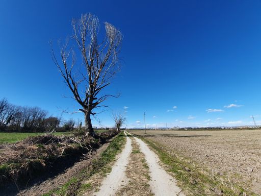 A landscape of dusty road near the brownfield with a bare tree on the side under blue sky