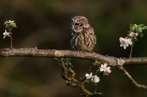 A close up of a little owl perched on a branch with white flowers blooming