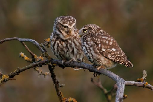 A high-resolution close-up image of two owls perched on a thick branch in a natural outdoor setting