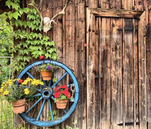 The deer antlers skull and a blue wheel with flowerpots hanging on a wooden wall