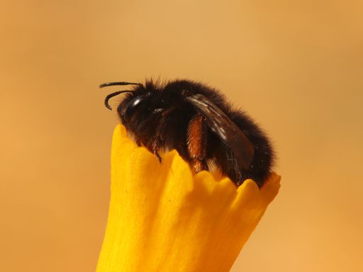 A selective focus shot of a bumblebee on a yellow plant