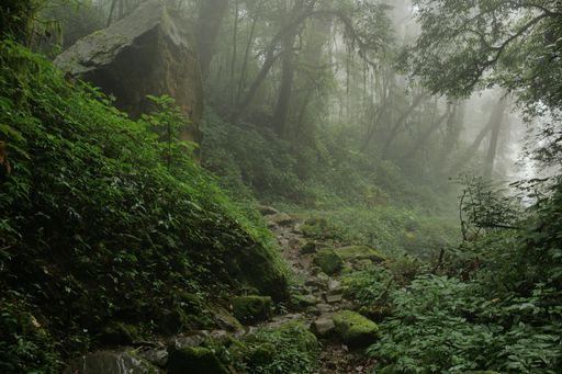 A peaceful path weaves through a tranquil woodland with rocks on a misty day