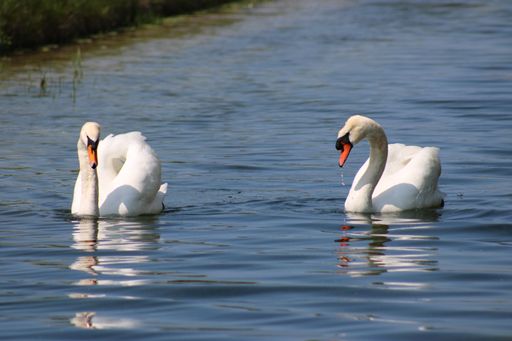 A tranquil scene featuring two swans gliding across the glassy surface of a pond or lake.