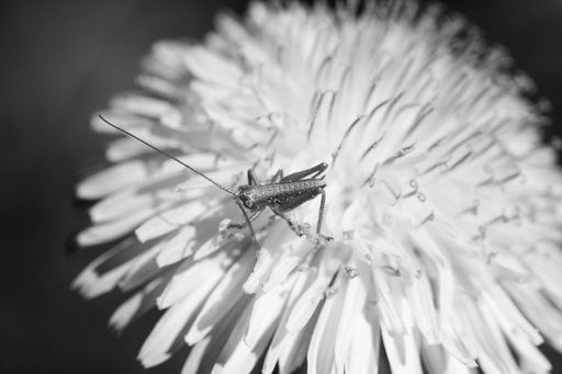 A macro of an insect on a flower in grayscale