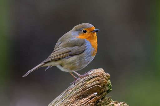 A closeup shot of a robin bird standing atop a wooden log, surrounded by the lush greenery