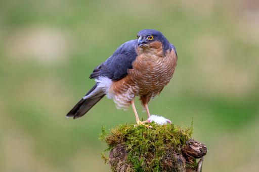 A Sparrowhawk bird perched atop a moss-covered tree stump in a natural outdoor setting