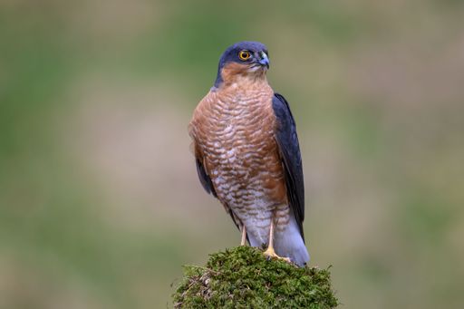 A Sparrowhawk bird perched atop a moss-covered tree stump in a natural outdoor setting