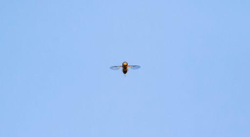 An isolated bee on background of the blue sky