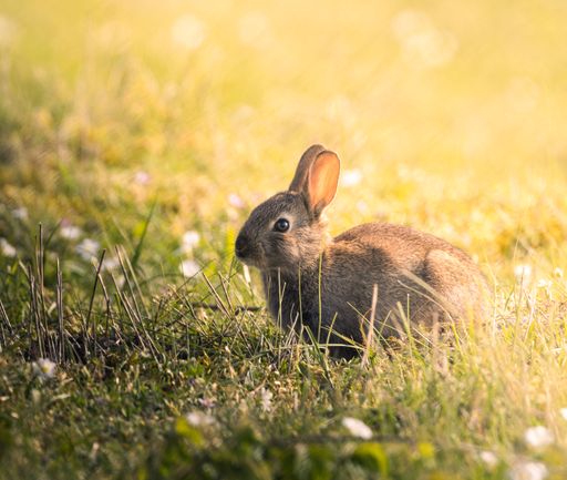 A rabbit atop a patch of lush green grass, surrounded by a bed of daisies in the background