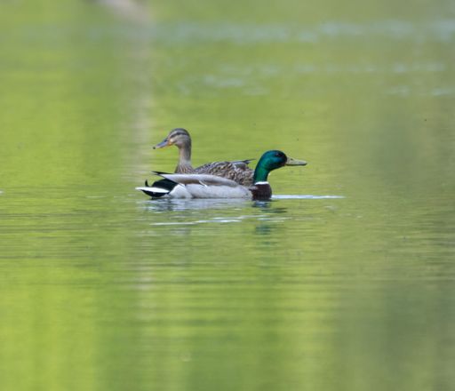 A group of mallard ducks gliding over a peaceful lake surrounded by vibrant foliage
