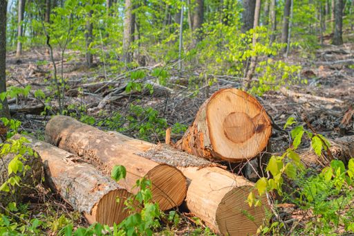 A close up shot of freshly cut tree logs in a lush, green forest