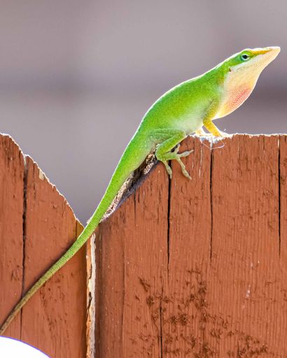 A close up of a Green anole lizard perched on a wooden fence.