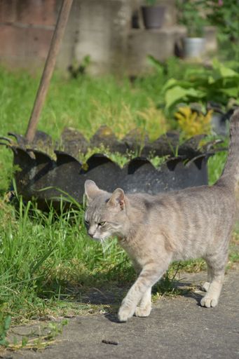 A cat walking in the garden