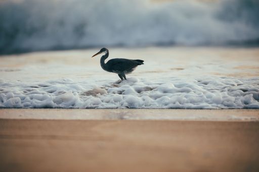 A serene coastal scene featuring a single bird walking along the shoreline of a beach