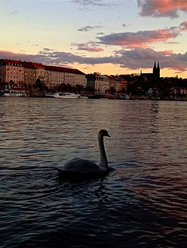 A tranquil scene featuring a flock of birds gliding peacefully across the surface of a tranquil lake situated in front of a luxurious hotel