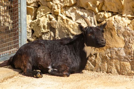 A black goat resting on the ground near a stone wall.