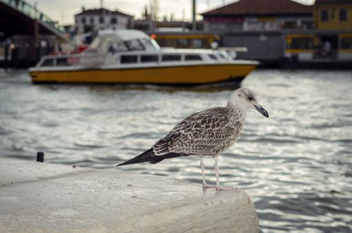 A closeup shot of a seagull sitting on the stone near the water