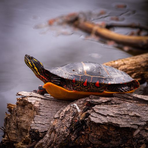 An Eastern Painted Turtle on the tree logs on the lakeside