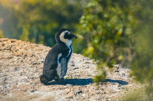A single penguin stands atop a rugged rock formation, overlooking the wild expanse of the landscape