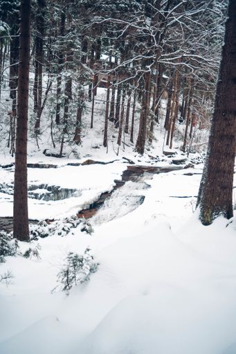 A vertical shot of a forest with tall trees covered with snow