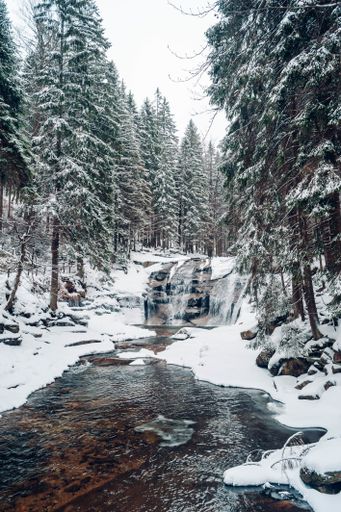 A vertical shot of a forest with tall trees covered with snow