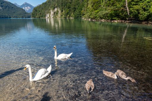 The beautiful Alpsee Lake with geese and swans near Neuschwanstein castle, Bavaria, Germany