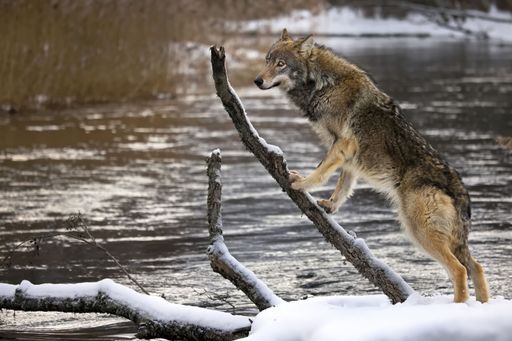 A closeup of a grey wolf in a forest covered in the snow in Belarus