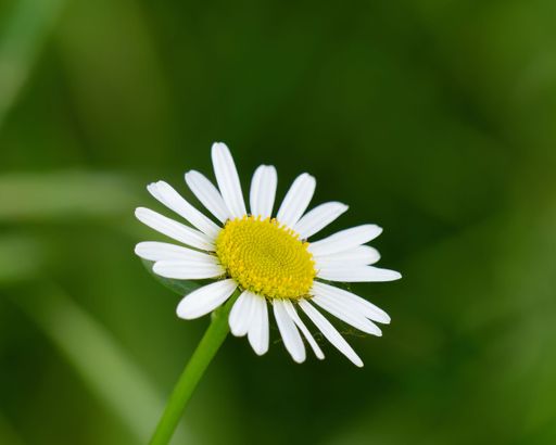 A closeup of blooming chamomile on green nature background